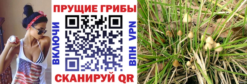 нарко площадка официальный сайт  Ульяновск  Псилоцибиновые грибы Psilocybe  закладка 
